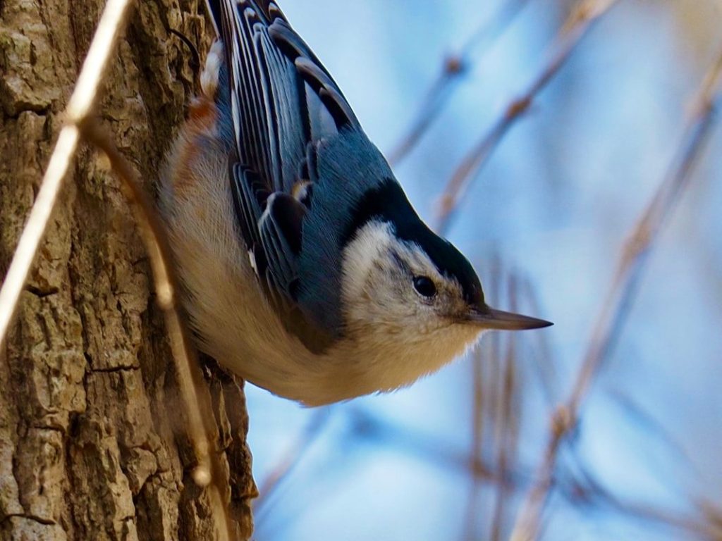 a bird perched on the side of a tree
