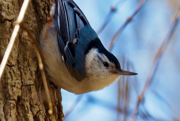 Birds of Pennsylvania: 20 Species to Know 10 a bird perched on the side of a tree