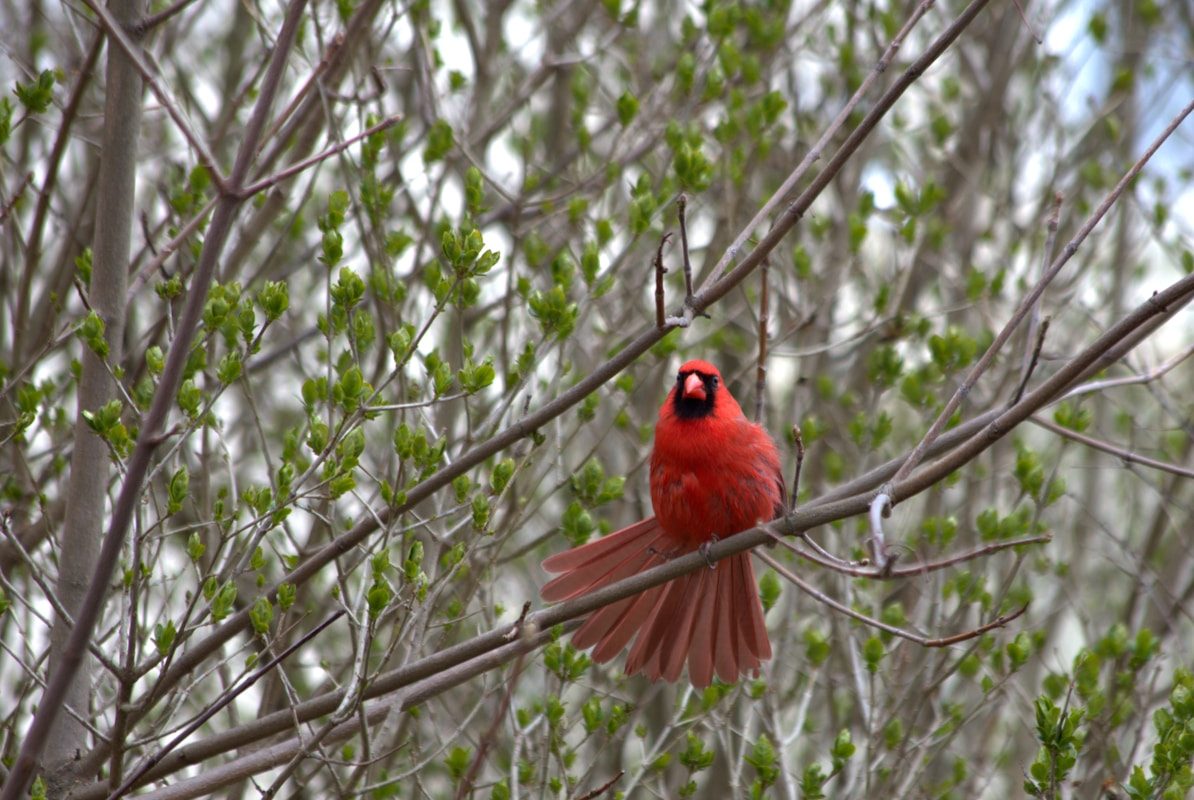 Birds of Pennsylvania: 20 Species to Know 2 a red bird sitting on top of a tree branch
