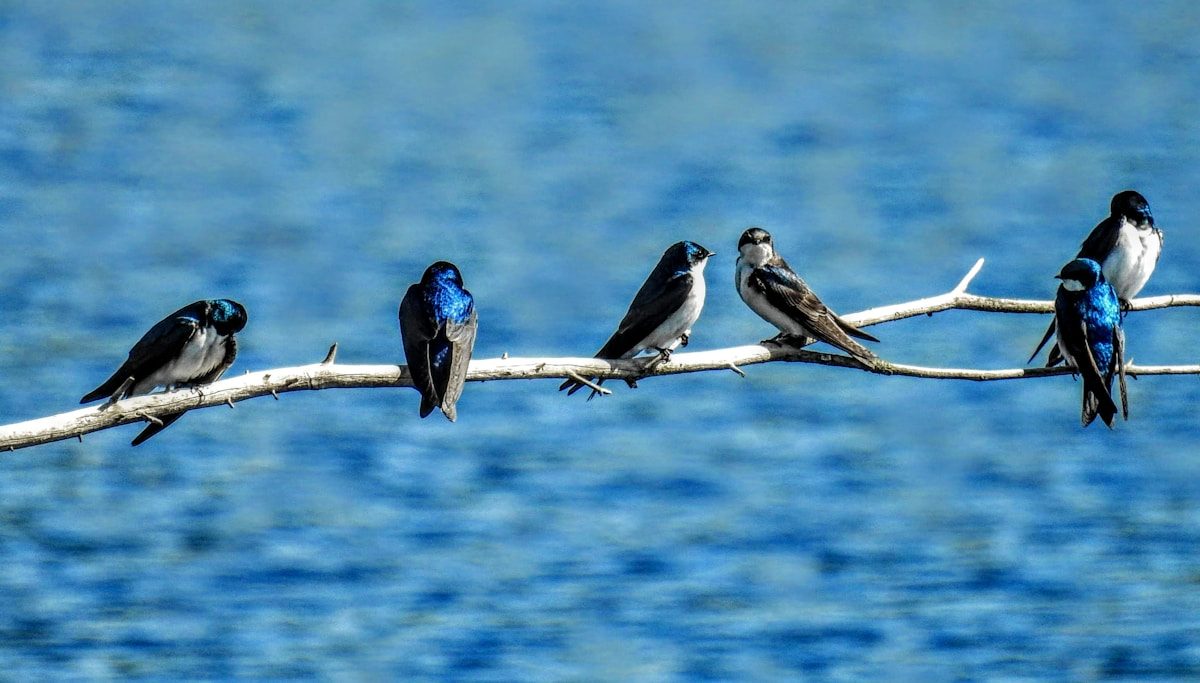 Purple Martin Migration: Where They Go and When They Return 1 a group of birds sitting on top of a tree branch