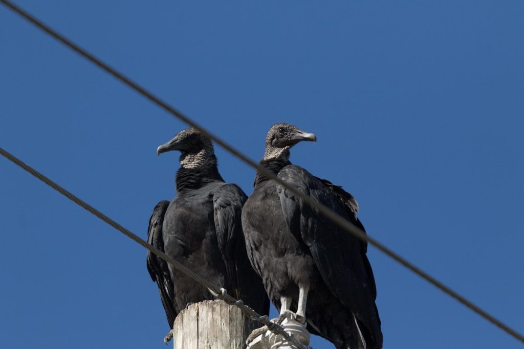 Two black birds sitting on top of a telephone pole