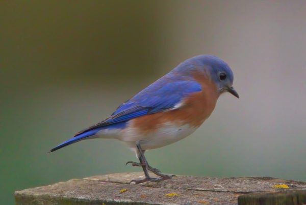 Female Eastern Bluebird: ID Guide and Nesting Habits 7 a small blue bird perched on a wooden post