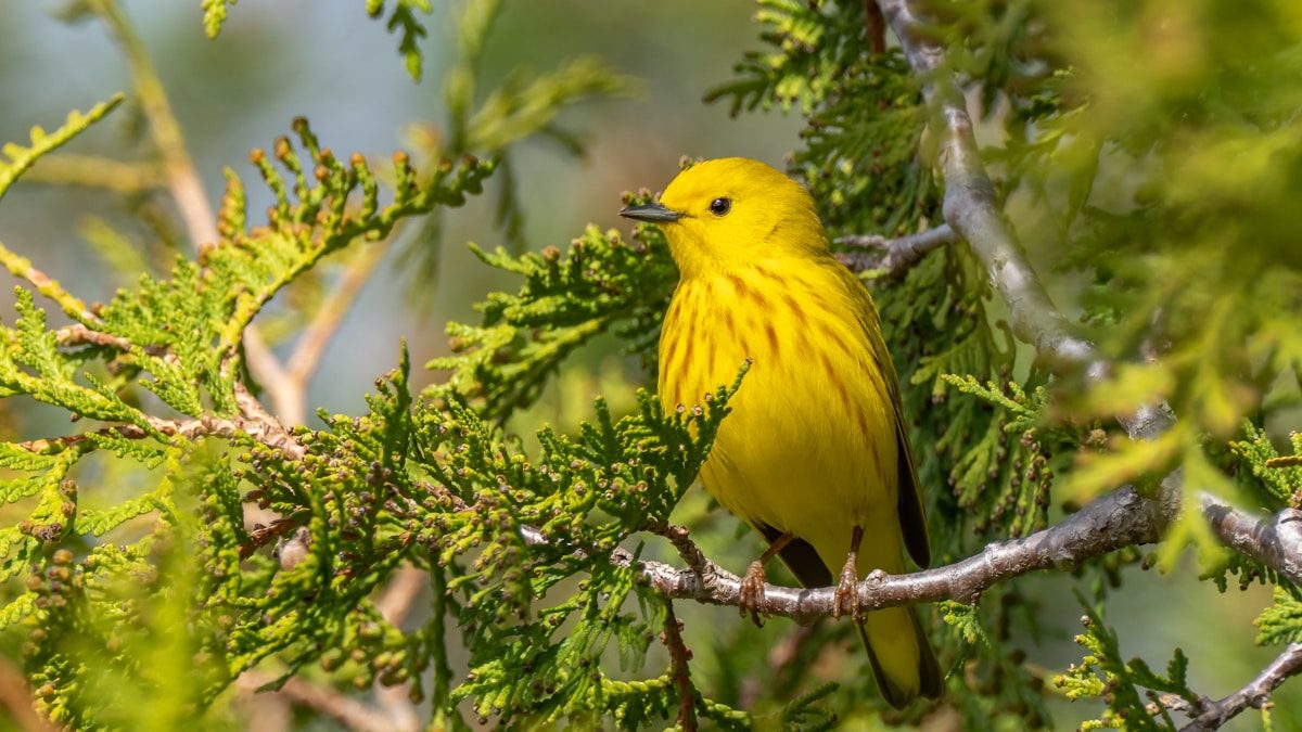 Yellow Warbler: Complete ID and Behavior Guide 1 yellow bird on brown tree branch during daytime