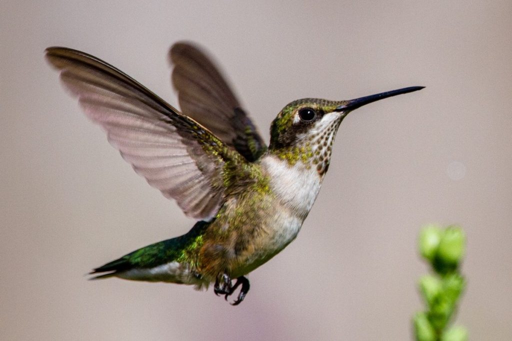 When Do Hummingbirds Migrate? State-by-State Timing Guide 2 green and white humming bird