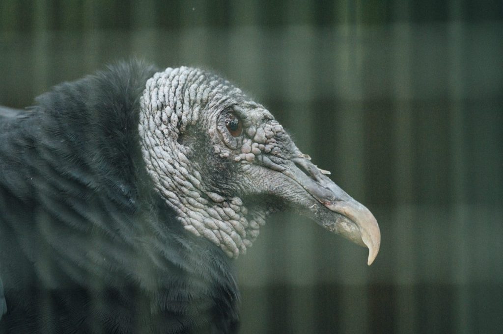 Black Vulture vs Turkey Vulture: How to Tell Them Apart 2 black and white feathered bird