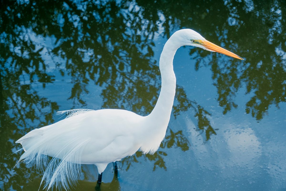 Birds of Texas: 25 Species You'll Actually See 1 a large white bird standing in a body of water