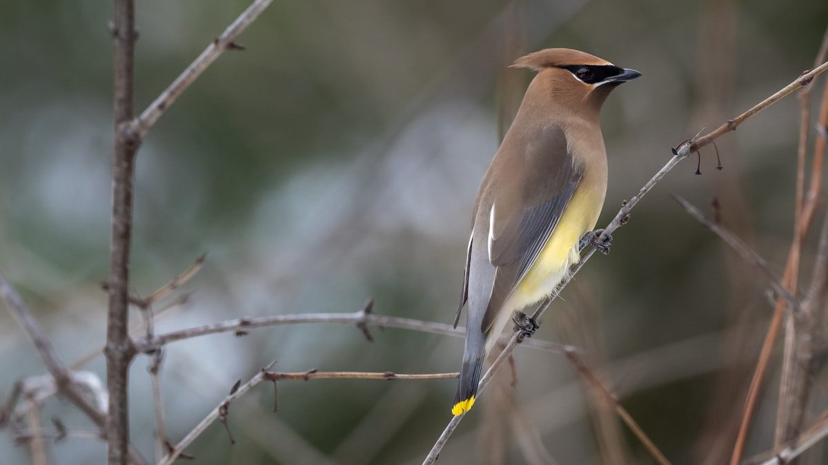 Cedar Waxwing: ID Guide, Diet and the Berry Behavior Explained 1 brown and yellow bird on tree branch
