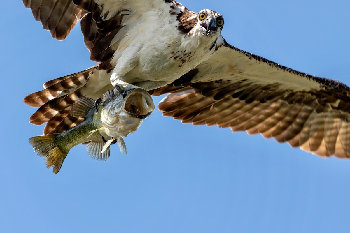 Osprey vs Eagle: How to Tell Them Apart in Flight 1 a large bird flying through a blue sky with a fish in it's mouth