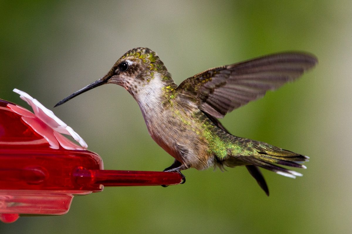 When to Take Down Hummingbird Feeders: State-by-State Guide 3 green and white humming bird