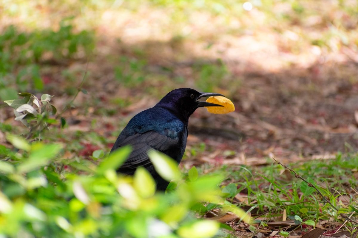 Black Bird with Yellow Beak: 8 Species You Might See 1 a black bird with a yellow beak standing in the grass