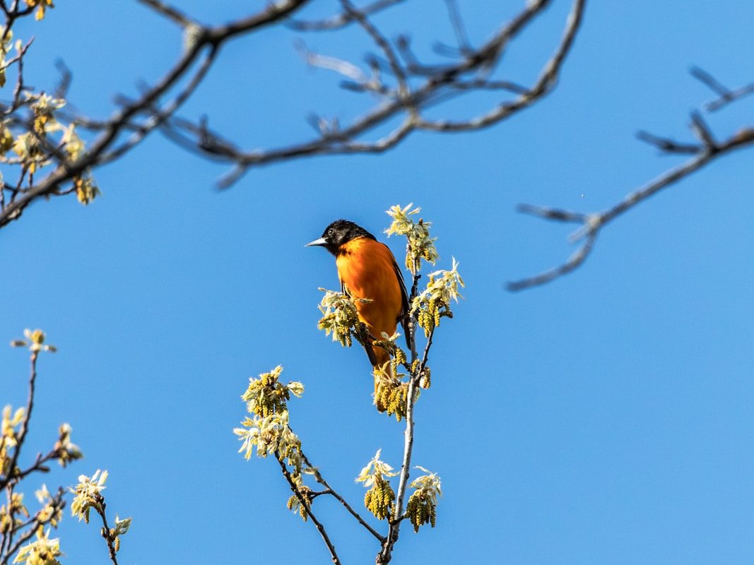 When Do Orioles Leave? Fall Migration Timing Guide 2 An orange bird perches on a branch.