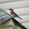 Bluebird Houses: How to Set One Up That Actually Works 4 blue and brown bird on gray concrete wall