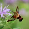Hummingbird Moth Pupa: What It Looks Like and Where to Find It 3 A close up of a bug on a flower