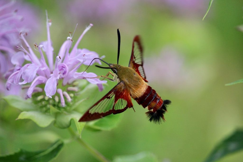 A close up of a bug on a flower