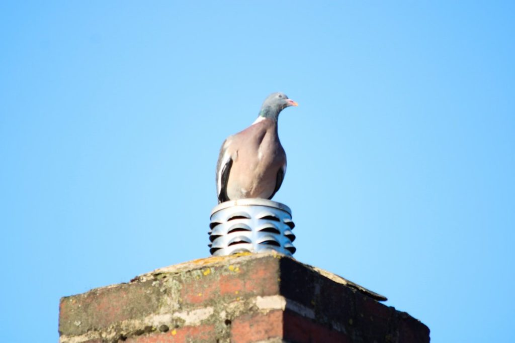 a pigeon sitting on top of a brick chimney