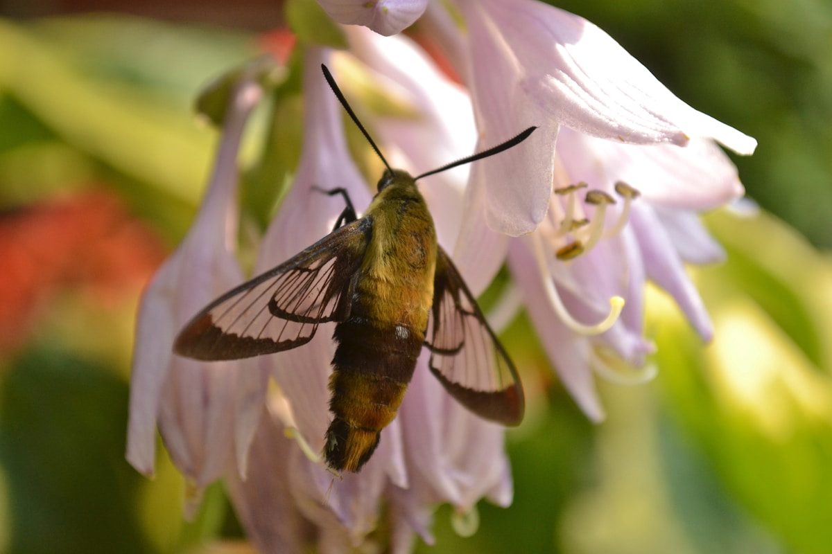Hummingbird Moth Pupa: What It Looks Like and Where to Find It 1 brown and black butterfly perched on white flower