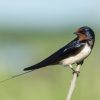 Tree Swallow: ID Guide, Nesting and Why It Returns So Early 1 blue white and brown bird on brown tree branch