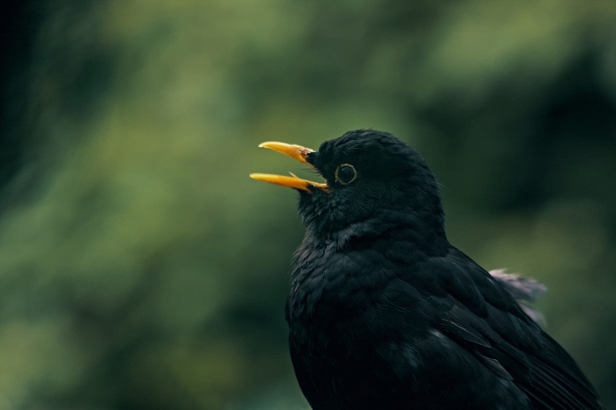 Black Bird with Yellow Beak: 8 Species You Might See 2 a close up of a black bird with a yellow beak