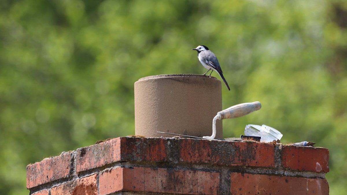 Chimney Swift: The Bird That Never Lands 2 blue and white bird on brown concrete post during daytime