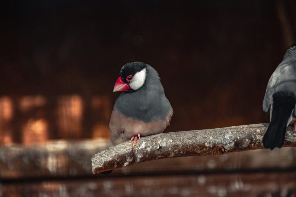 a couple of birds sitting on top of a tree branch