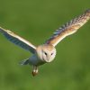 Barn Owl: Complete ID, Hunting and Behavior Guide 4 white and brown owl flying during daytime