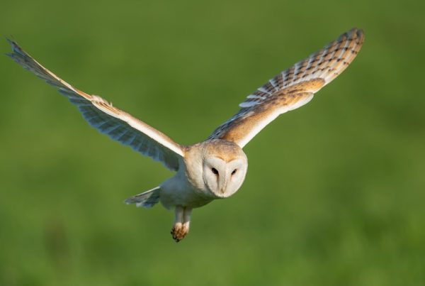 Barn Owl: Complete ID, Hunting and Behavior Guide 6 white and brown owl flying during daytime
