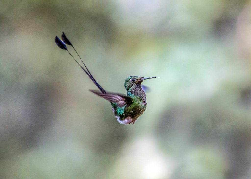 A hummingbird flying through the air with a long beak