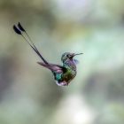 How a Hummingbird's Tongue Works 8 A hummingbird flying through the air with a long beak