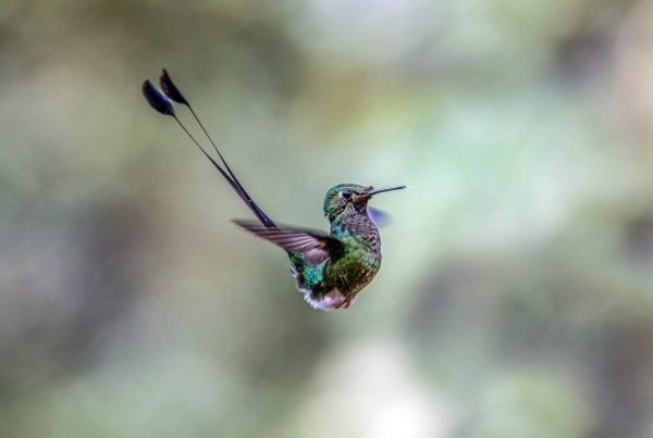 How a Hummingbird's Tongue Works 6 A hummingbird flying through the air with a long beak
