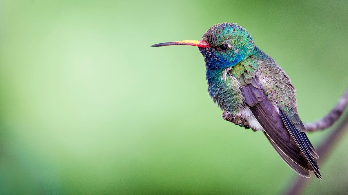 How a Hummingbird's Tongue Works 2 shallow focus photography of grey bird