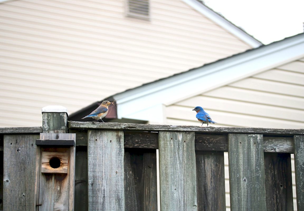Bluebird Houses: How to Set One Up That Actually Works 2 Two bluebirds perch on a wooden fence.
