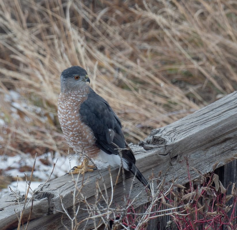 Cooper's Hawk vs Sharp-shinned Hawk: The ID Guide That Actually Works 2 a bird perched on a wooden fence post