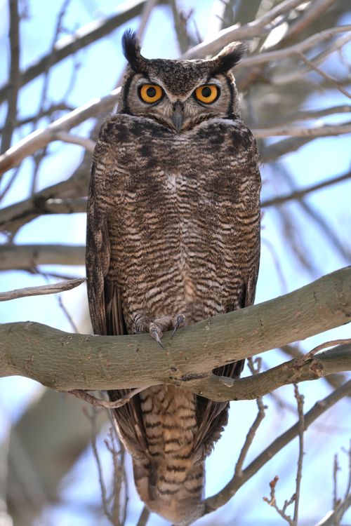 Great Horned Owl perched on a branch showing its yellow eyes and ear tufts