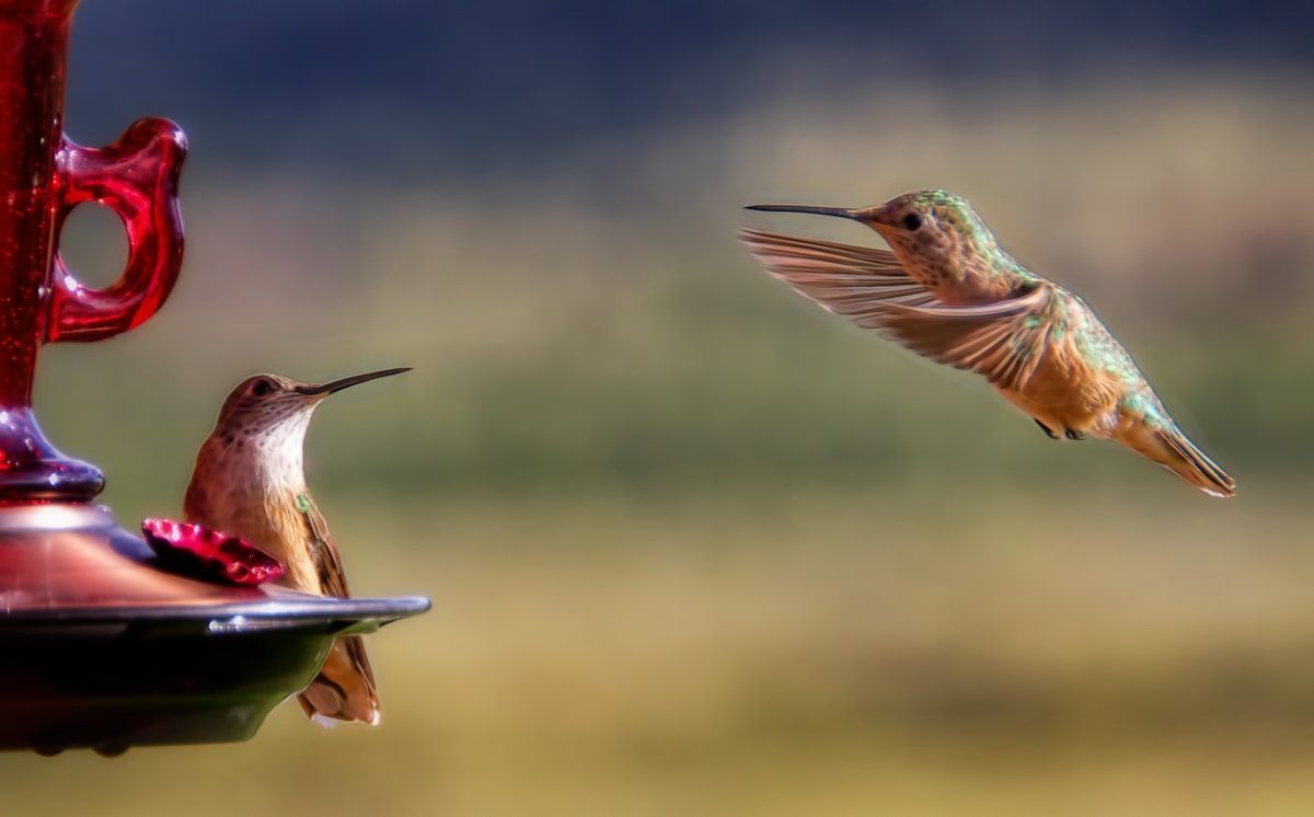 When to Take Down Hummingbird Feeders: State-by-State Guide 2 brown hummingbird near bird feeder