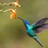 When Do Hummingbirds Leave? Fall Departure Dates by State 2 hummingbird near flower