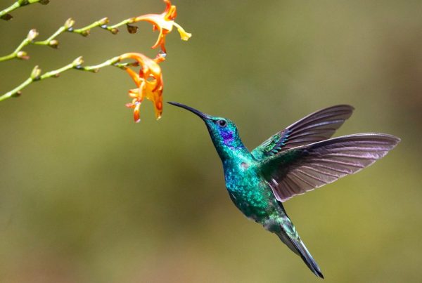 When Do Hummingbirds Leave? Fall Departure Dates by State 9 hummingbird near flower