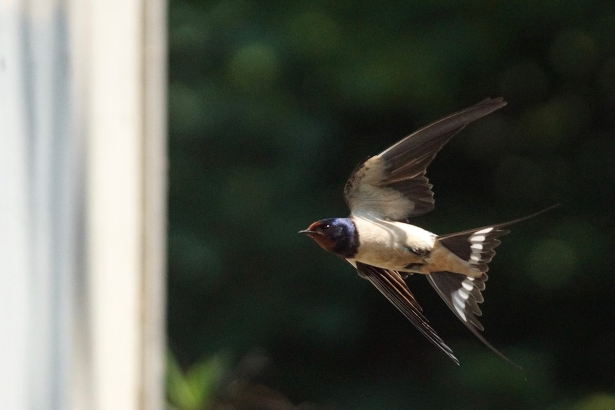 Tree Swallow: ID Guide, Nesting and Why It Returns So Early 2 a small bird flying in the air next to a window