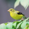 American Goldfinch: Complete ID, Diet and Behavior Guide 2 a small yellow bird perched on a tree branch