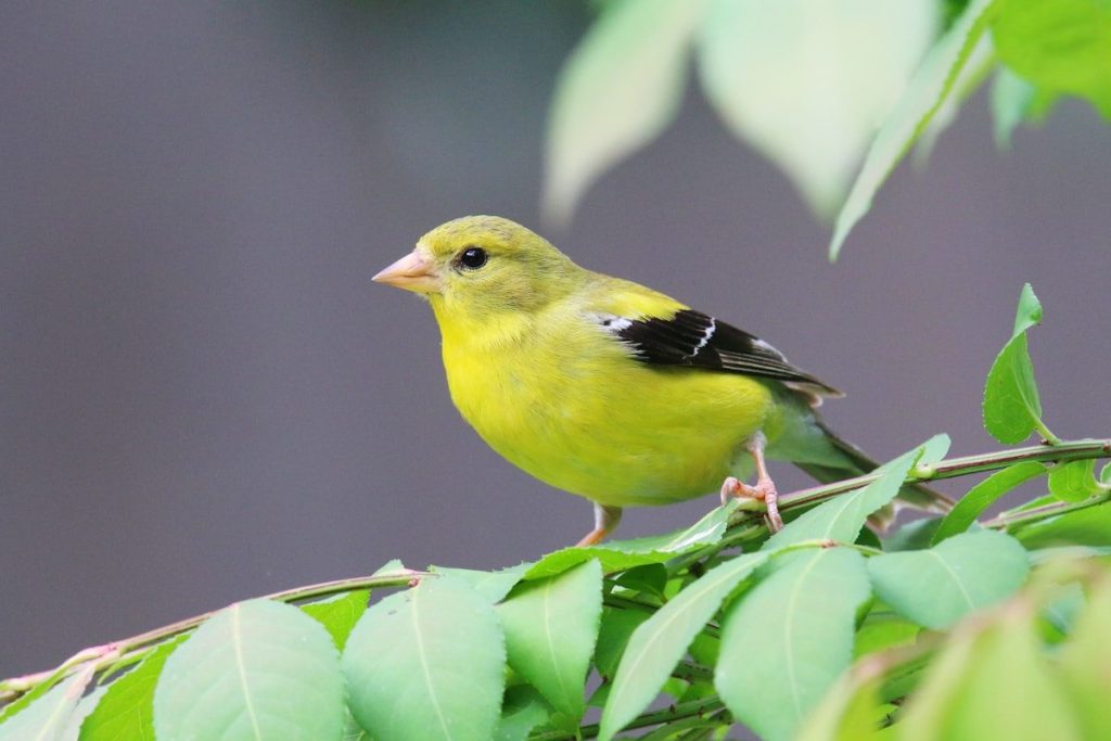a small yellow bird perched on a tree branch