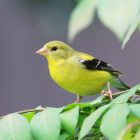 American Goldfinch: Complete ID, Diet and Behavior Guide 10 a small yellow bird perched on a tree branch