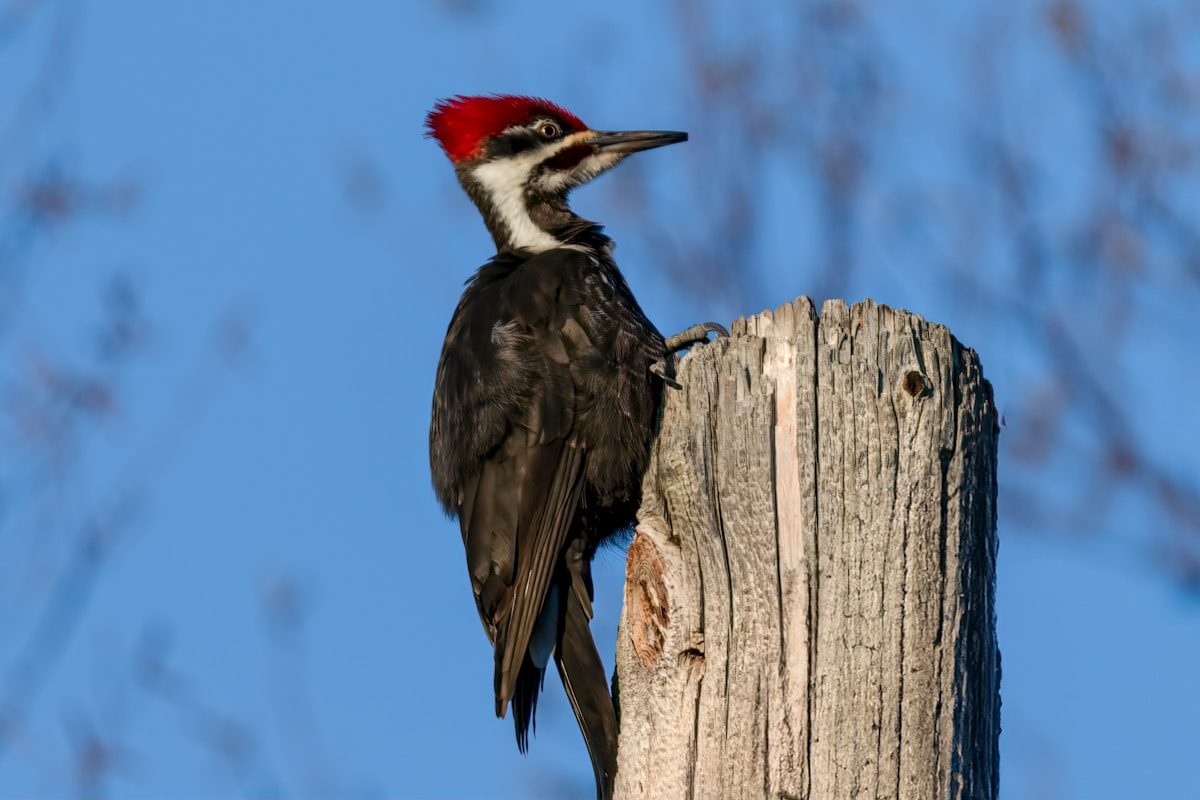 Pileated Woodpecker: The Largest Woodpecker in North America 2 a bird with a red head sitting on a telephone pole