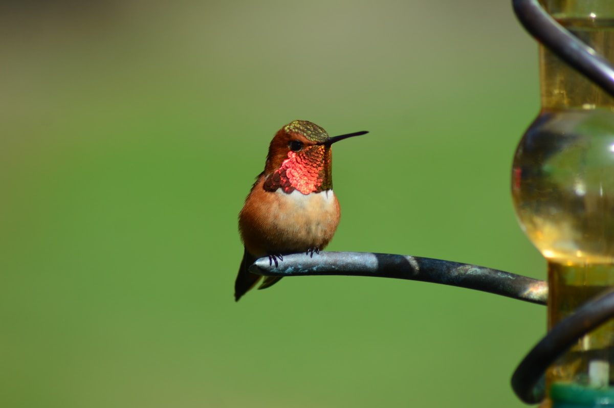When to Take Down Hummingbird Feeders: State-by-State Guide 1 brown and red hummingbird