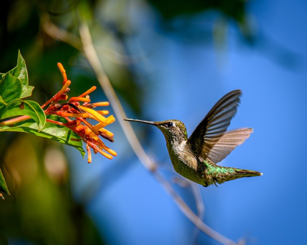 What Do Hummingbirds Eat? Their Full Diet Explained 2 a hummingbird flying towards a flower with a blue sky in the background