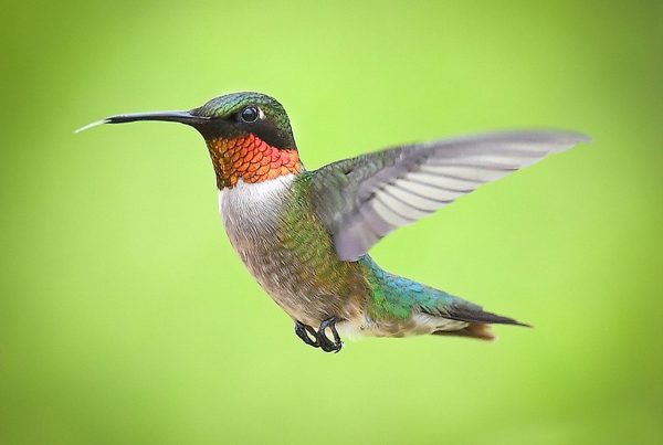 Fall Bird Migration 2026: What to Expect and How to Track It 7 green and brown humming bird flying