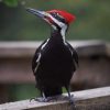 Pileated Woodpecker: The Largest Woodpecker in North America 3 a black and white bird with a red head