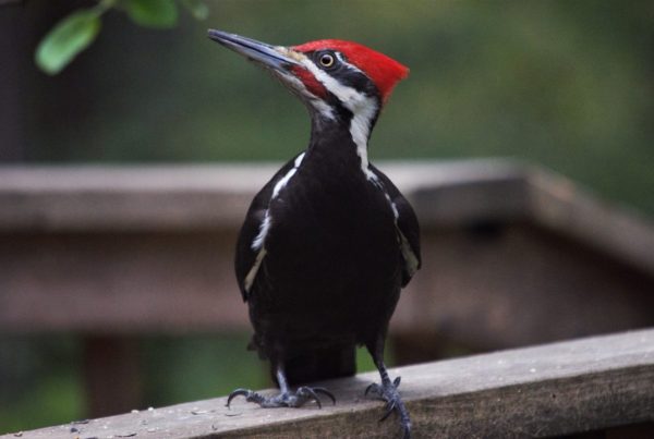 Pileated Woodpecker: The Largest Woodpecker in North America 10 a black and white bird with a red head