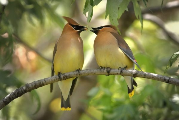 Cedar Waxwing: ID Guide, Diet and the Berry Behavior Explained 4 selective focus photography of yellow-and-black lovebirds