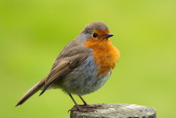 Baby Robins: Growth Stages from Egg to Fledgling 3 brown and gray bird on gray tree branch