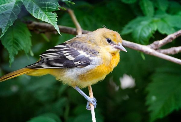 When Do Orioles Leave? Fall Migration Timing Guide 7 yellow and black bird on brown branch