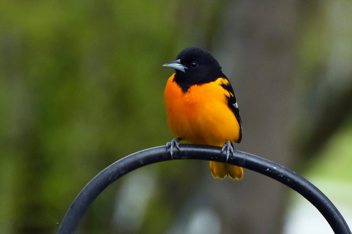 When Do Orioles Leave? Fall Migration Timing Guide 1 a small orange and black bird sitting on a black wire